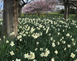 Daffodils galore. PHOTOS: GILLIAN VINE