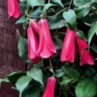 Chilean bellflower (Lapageria rosea) is an autumn delight. PHOTOS: GILLIAN VINE