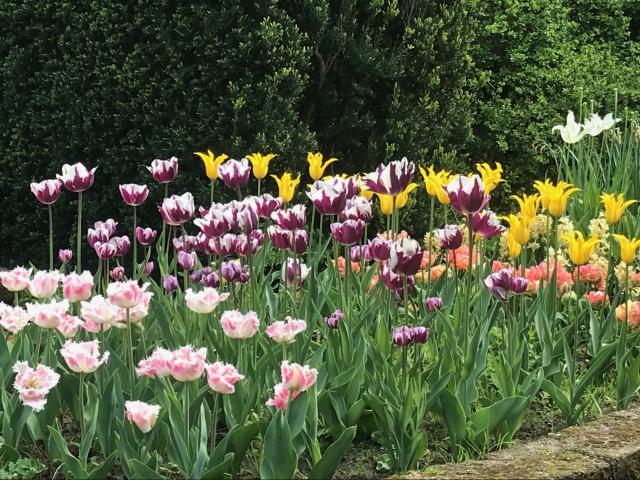 Popular spring bulbs tend to sell out quickly, so buy them as soon as they appear in garden...