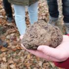 A 100g truffle dug on the hunt at Tarago Truffles.