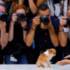 Photographers take pictures of cast member Demi Moore’s dog, as she poses during a photocall for...