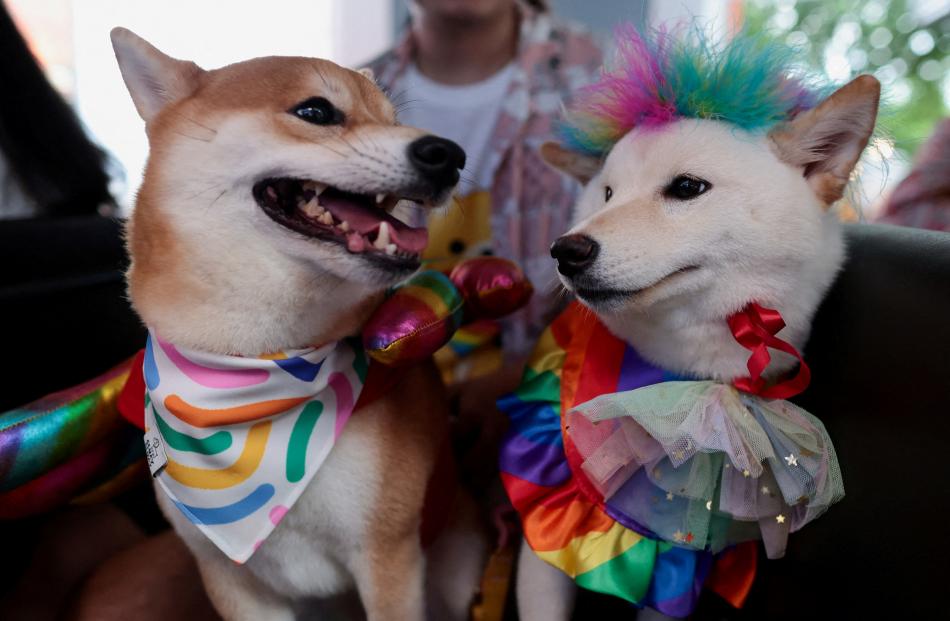 Dogs with rainbow-coloured costumes at an LGBTQ+ Pride parade in Bangkok after Thailand passed a...