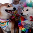 Dogs with rainbow-coloured costumes at an LGBTQ+ Pride parade in Bangkok after Thailand passed a...