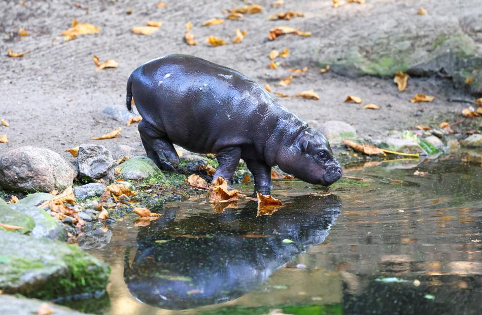 A six-week-old baby hippo Toni, named after German national soccer player Antonio Ruediger, at...