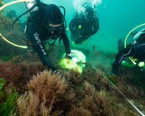 Scuba divers surveying Asparagopsis armata. Photos: supplied