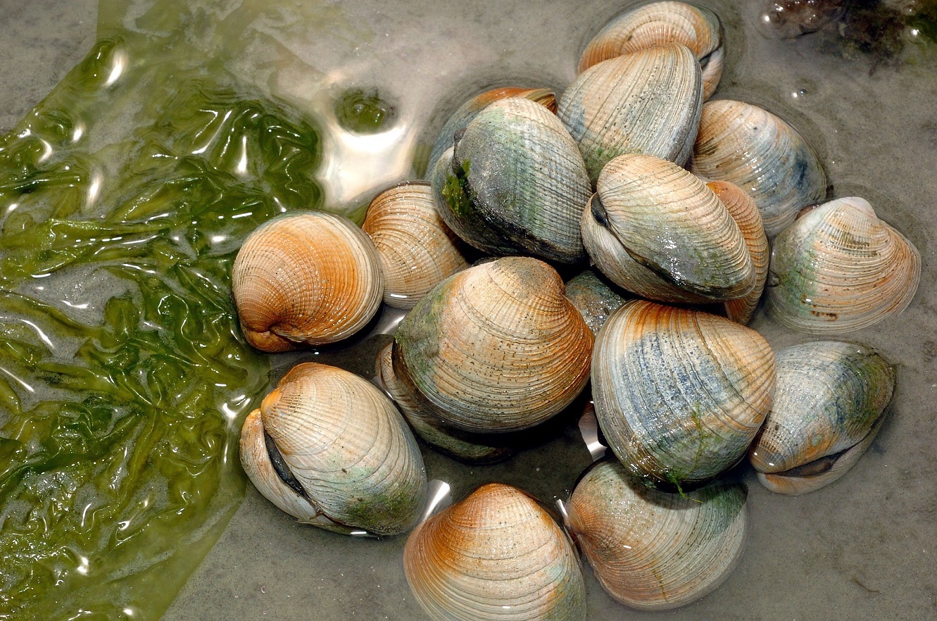 Freshly dug clams at Aramoana. Photo: Stephen Jaquiery