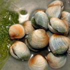 Freshly dug clams at Aramoana. Photo: Stephen Jaquiery