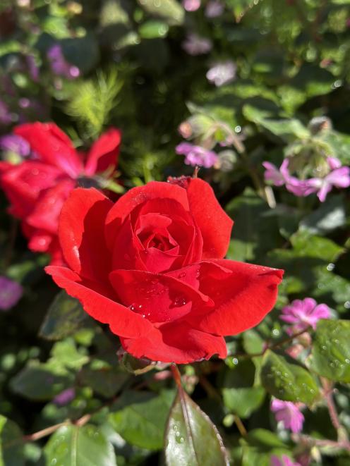 Homestead rose garden. PHOTO: JACQUI GIBSON