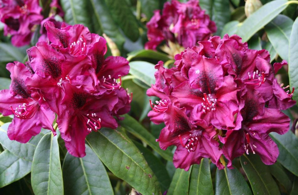 Prune spring-flowering shrubs, such as rhododendrons like this Olin O Dobbs, when blooming is over. 