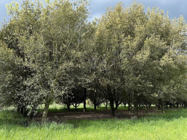 Truffle grove. PHOTO: JACQUI GIBSON