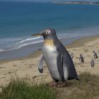 A reconstruction of the Pakudyptes hakataramea penguin, found by the late University of Otago...