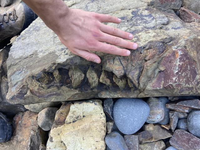 Telford student Tom McFarlane illustrates the scale and composition of a possible fossil...