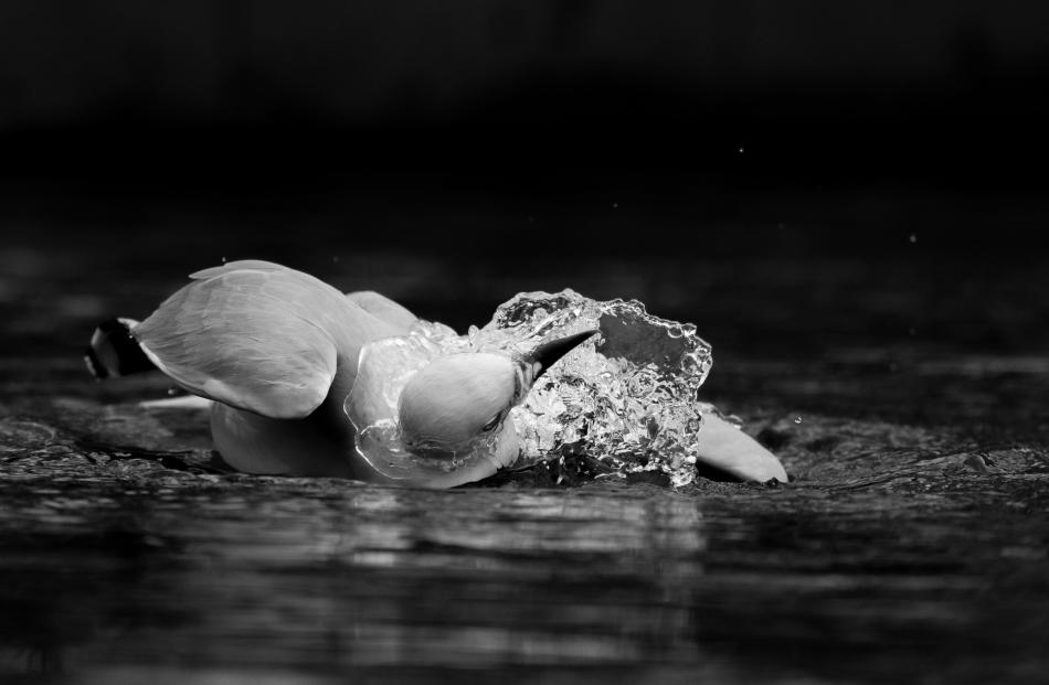 ODT’s choice (black and white all ages), Bath. PHOTO:SILA VIRIYAUTSAHAKUL