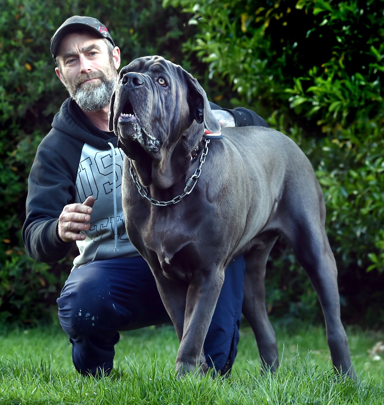 Mosgiel man Phil Stevenson with his 92.3kg Neapolitan mastiff Blue yesterday. Photo: Peter McIntosh