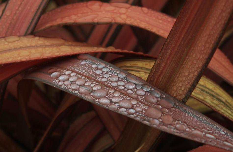 Botanical youth, Raindrops. PHOTO: MABEL TENNENT 