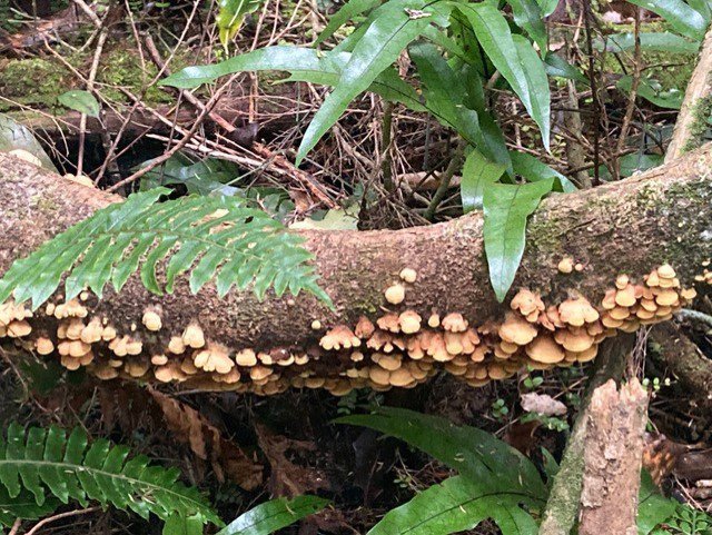 Bracket fungi, especially on rotting logs, have many shapes and colours.