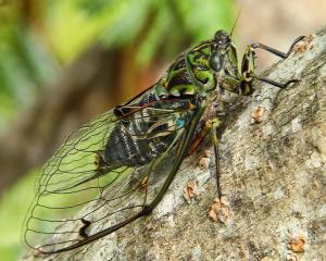 Chorus cicada/kihikihi wawā/Amphipsalta zelandica.  PHOTO: SID MOSDELL, FLICKER