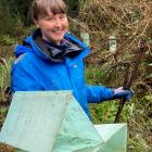 Kate Mathers, of Christchurch, prepares some plant protectors during a working bee at the...