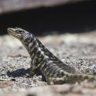 An Otago skink, Oligosoma otagense. Photo: supplied