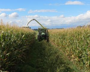 An oversupply of maize led to lower prices. PHOTO: ALLIED PRESS FILES