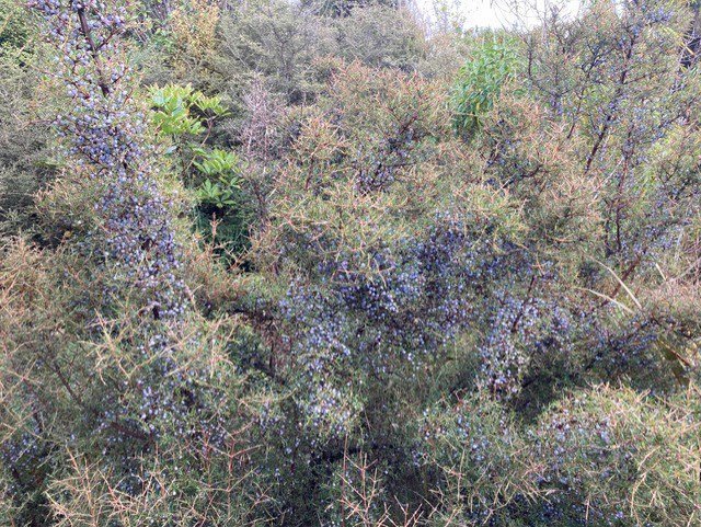 Coprosma rugosa bushes planted in the upper sanctuary are laden with berries.