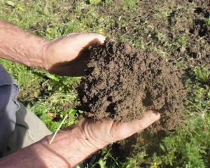 The rich soil from Dennis Enright's Taieri vegetable plot. Photo by Tom McKinlay.