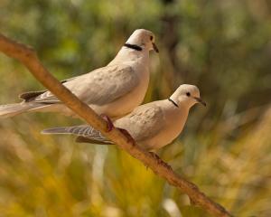 The Barbary dove has a very distinct call. PHOTO: NEALE MCLANACHAN   