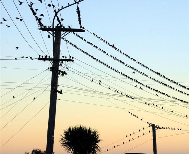 Dunedin boutique electricity retailer Payless Energy moving up the ranks; pictured, starlings on...