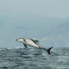 A Hector’s dolphin leaps from the water. Photo: Stephen Jaquiery