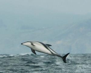 A Hector’s dolphin leaps from the water. Photo: Stephen Jaquiery