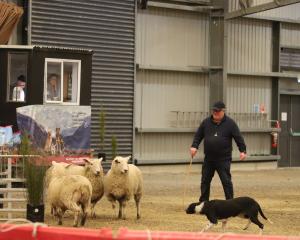 Alister Ward of Balclutha and his dog Lace try to persuade the sheep to walk through the race...