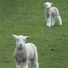 This spring’s national lamb crop is forecast to be 22.8 million head, 0.9% higher than in 2020,...