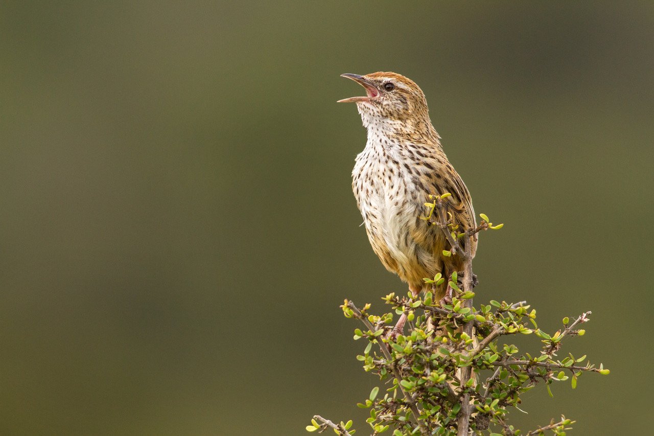 Fernbird (mātātā). Photo: Paul Sorrell