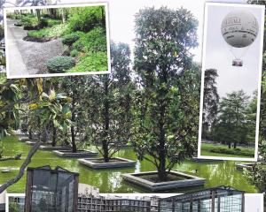 In a somewhat bizarre design touch, columnar Magnolia grandiflora trees are set in planters in a...