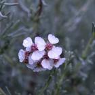 Eriocephalus africanus is in flower in the South African plant collection in the Dunedin Botanic...