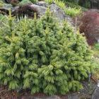 Picea smithiana ‘Skardu' grows near the rock garden. PHOTO: LINDA ROBERTSON