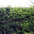 Camellia sasanqua hybrids grow in front of a wall at the Dunedin Botanic Garden. PHOTO: LINDA...