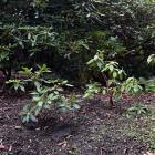 New rhododendron plantings in Balch’s Island at the Dunedin Botanic Garden. PHOTO: LINDA ROBERTSON