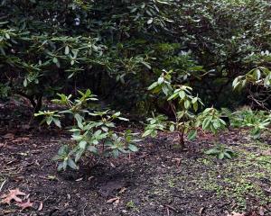 New rhododendron plantings in Balch’s Island at the Dunedin Botanic Garden. PHOTO: LINDA ROBERTSON