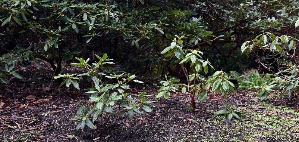 New rhododendron plantings in Balch’s Island at the Dunedin Botanic Garden. PHOTO: LINDA ROBERTSON