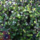 Muehlenbeckia astonii at the Dunedin Botanic Garden. PHOTO: LINDA ROBERTSON