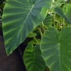 Colocasia esculenta at the Dunedin Botanic Garden’s winter garden. PHOTO: LINDA ROBERTSON