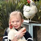 Isaac Murphy with his chickens Nugget and McBite and an egg one of them laid. Photo: Stephen...