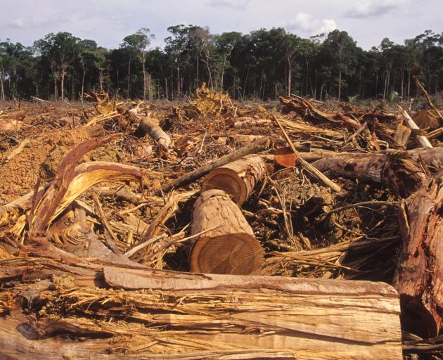 "Significant amounts" of viscose come from endangered forests in Brazil, Canada and Indonesia —...