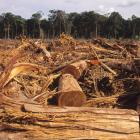 "Significant amounts" of viscose come from endangered forests in Brazil, Canada and Indonesia —...