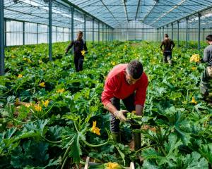 Plant-based diets benefit personal health as well as the climate. Photo: Getty Images