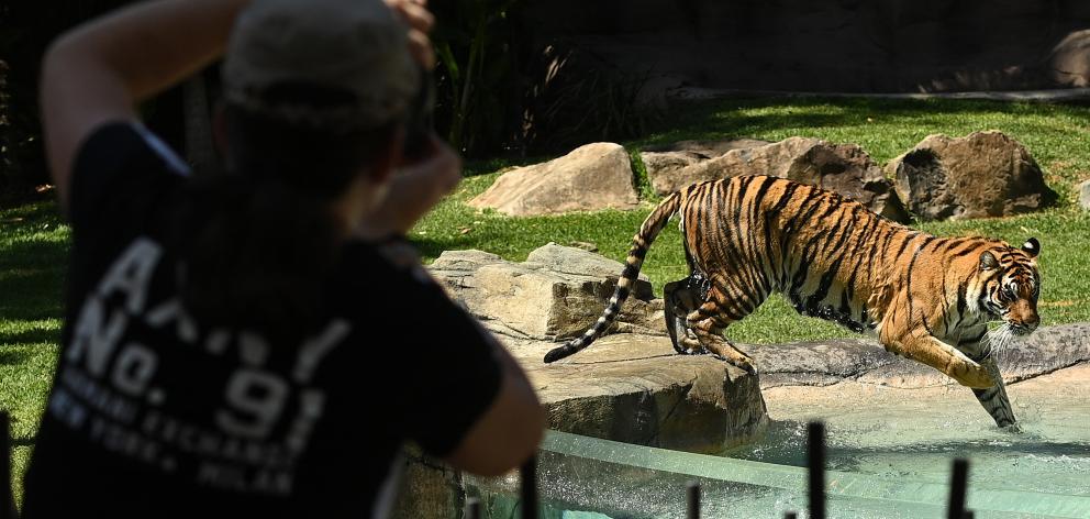 A tourist photographs a tiger at the Gold Coast theme park Dreamworld. File photo: Getty Images