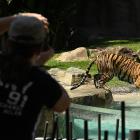 A tourist photographs a tiger at the Gold Coast theme park Dreamworld. File photo: Getty Images