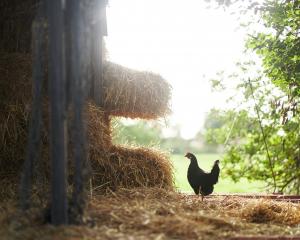 Just like hens in our home garden, which turn straw into fertile mulch that can help nourish our...