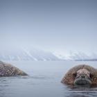 Walrus on the water’s surface in their natural arctic habitat in Svalbard, Norway. PHOTOS: GETTY...